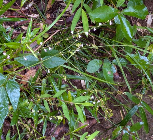 Hylodesmum podocarpum, photograph 1