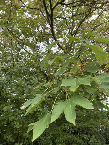 sycamore maple