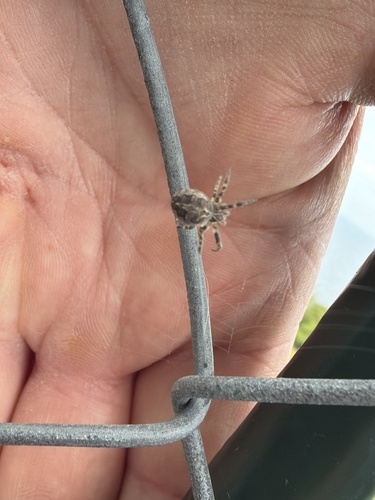 Grey Cross Spider