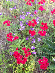 Phlox drummondii drummondii