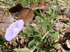 Convolvulus sabatius mauritanicus