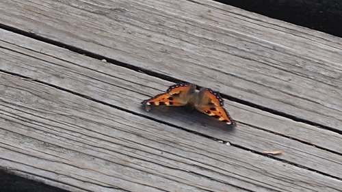 Small Tortoiseshell
