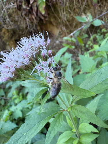 Western Honey Bee