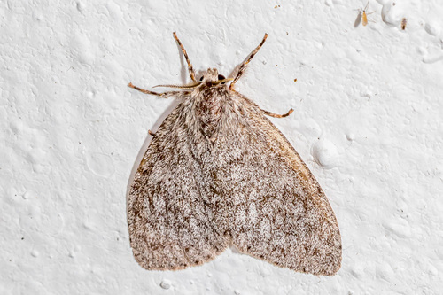 Lymantria grisea