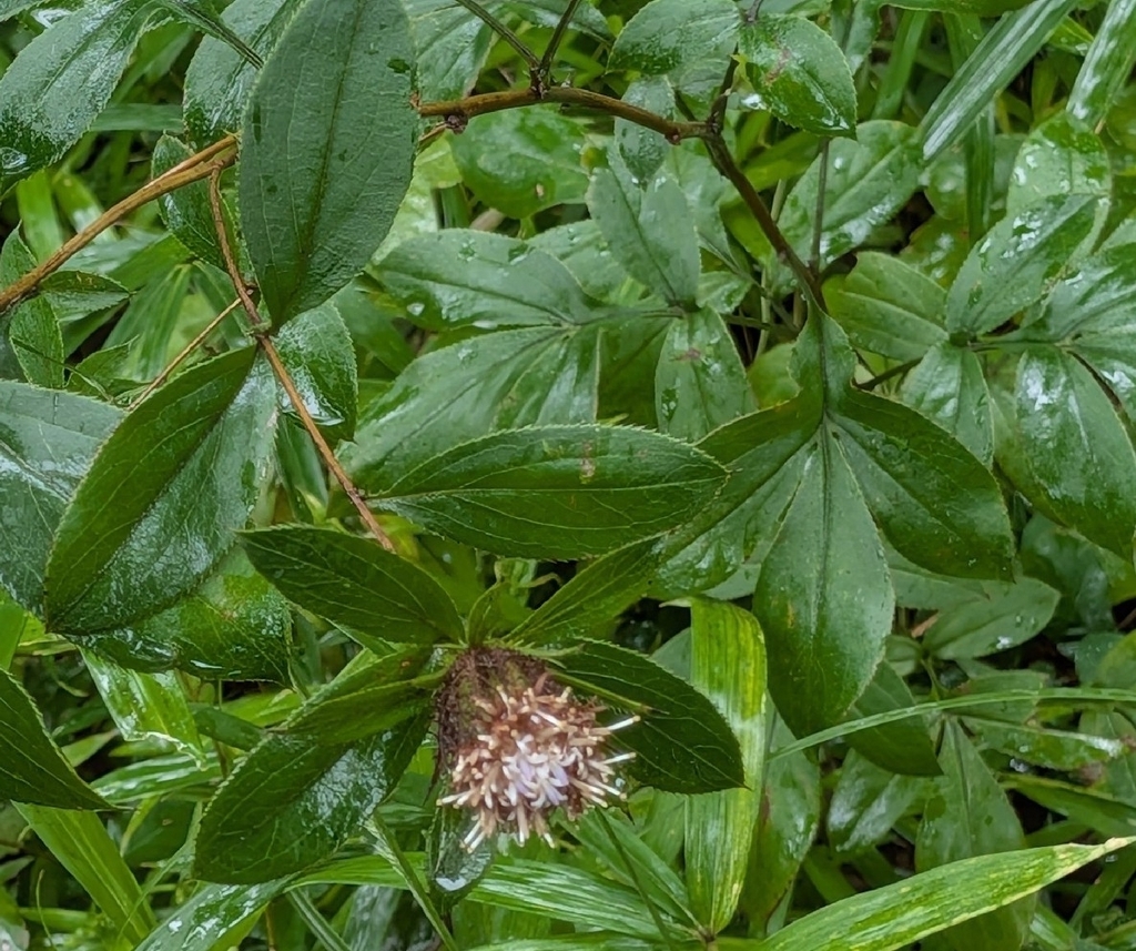 Atractylodes lancea; photograph (c) mami_t_t, some rights reserved (CC BY)