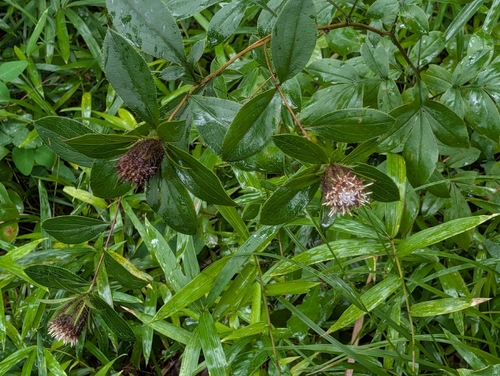 Atractylodes lancea, photograph 1