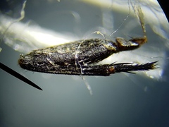 Sarcofahrtiopsis paterna