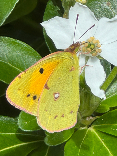 Clouded Yellow