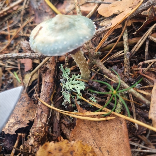 Verdigris Agaric