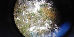 Coccothraustes abeillei