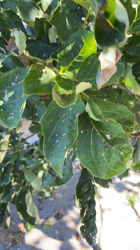 Chinese Ash