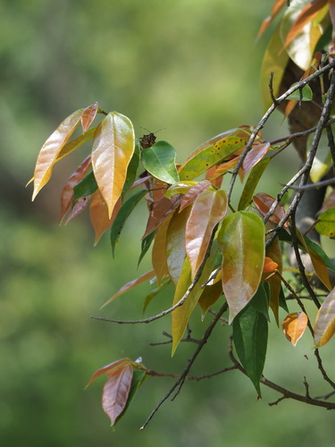 Ficus sarmentosa, photograph 2