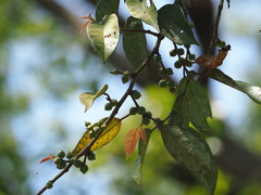 Ficus sarmentosa
