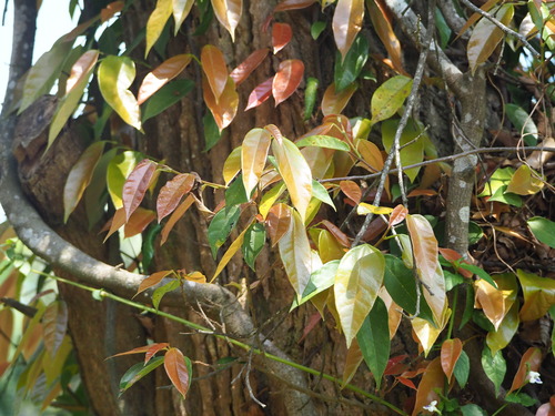 Ficus sarmentosa, photograph 1