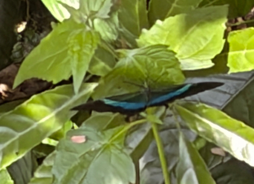 Malabar Banded Peacock Swallowtail