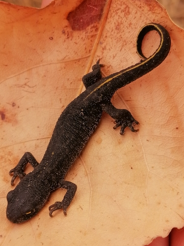 Balkan-Anatolian Crested Newt