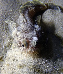 Batrachomoeus dubius
