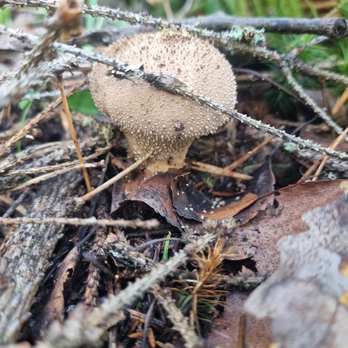 common puffball