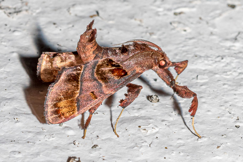 Sacada chaehomensis