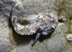 Batrachomoeus dubius