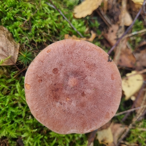 Rufous Milkcap