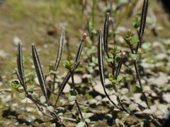 Epilobium microphyllum