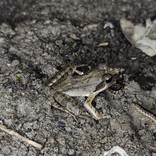 Zhenhai Brown Frog