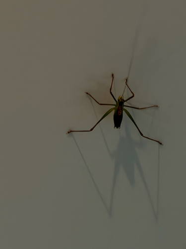 Speckled Bush-cricket