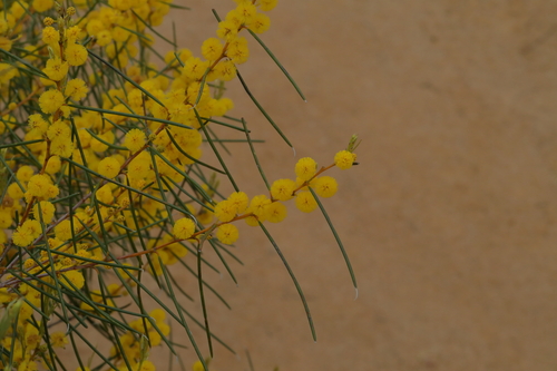 Acacia multispicata observed 2026-09-06
