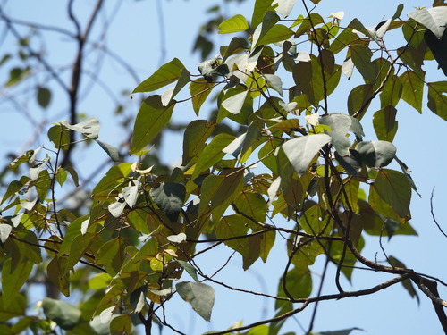 Mallotus paniculatus, photograph 5