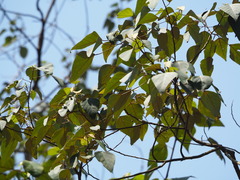 author not stated, no rights reserved Mallotus paniculatus, photograph author not stated, no rights reserved
