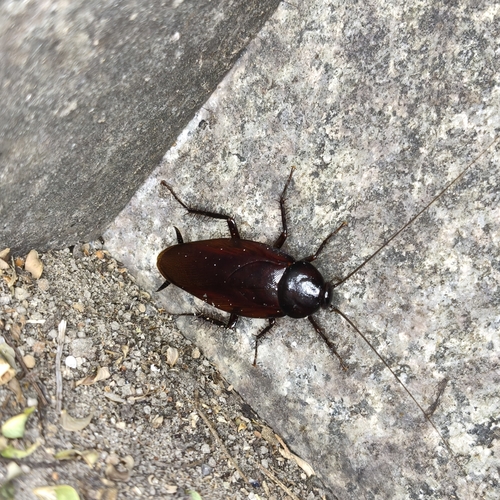 Smokybrown Cockroach