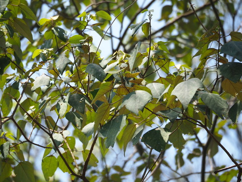 Mallotus paniculatus, photograph 6
