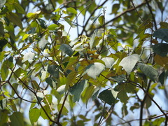 Mallotus paniculatus, photograph author not stated, no rights reserved