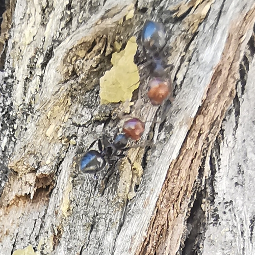 Mediterranean Acrobat Ant