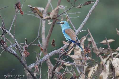 iNaturalist image