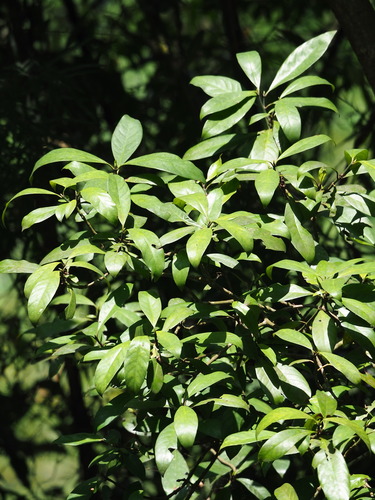 Psychotria asiatica, photograph 3