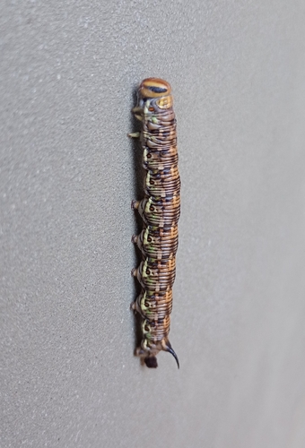 Pine Hawkmoth