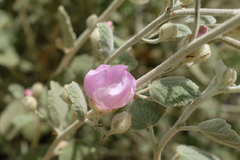 Malacothamnus niveus