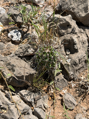 Echinocereus fendleri