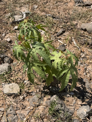 Jatropha macrorhiza, photograph (c) CK2AZ, some rights reserved (CC BY)