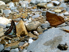 Graphium evemon