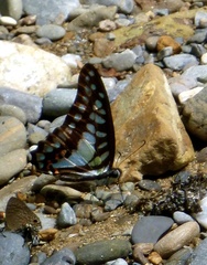 Graphium evemon