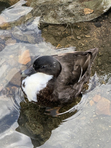 Domestic Mallard
