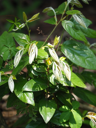 Diospyros eriantha, photograph 3