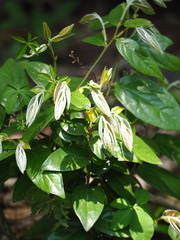 Diospyros eriantha, photograph author not stated, no rights reserved