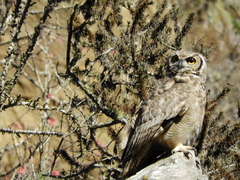 Bubo virginianus magellanicus