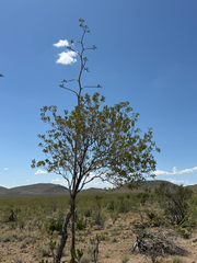 Vauquelinia californica, photograph (c) CK2AZ, some rights reserved (CC BY)