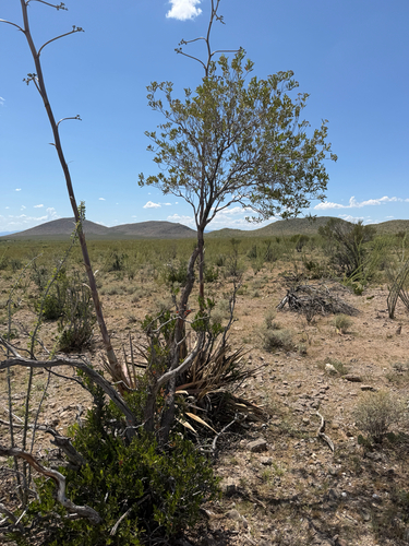 Vauquelinia californica, photograph 6