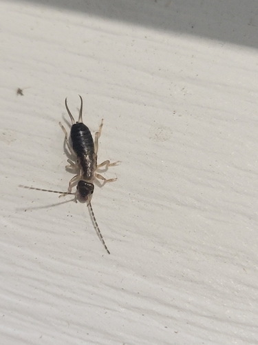 Western Earwig